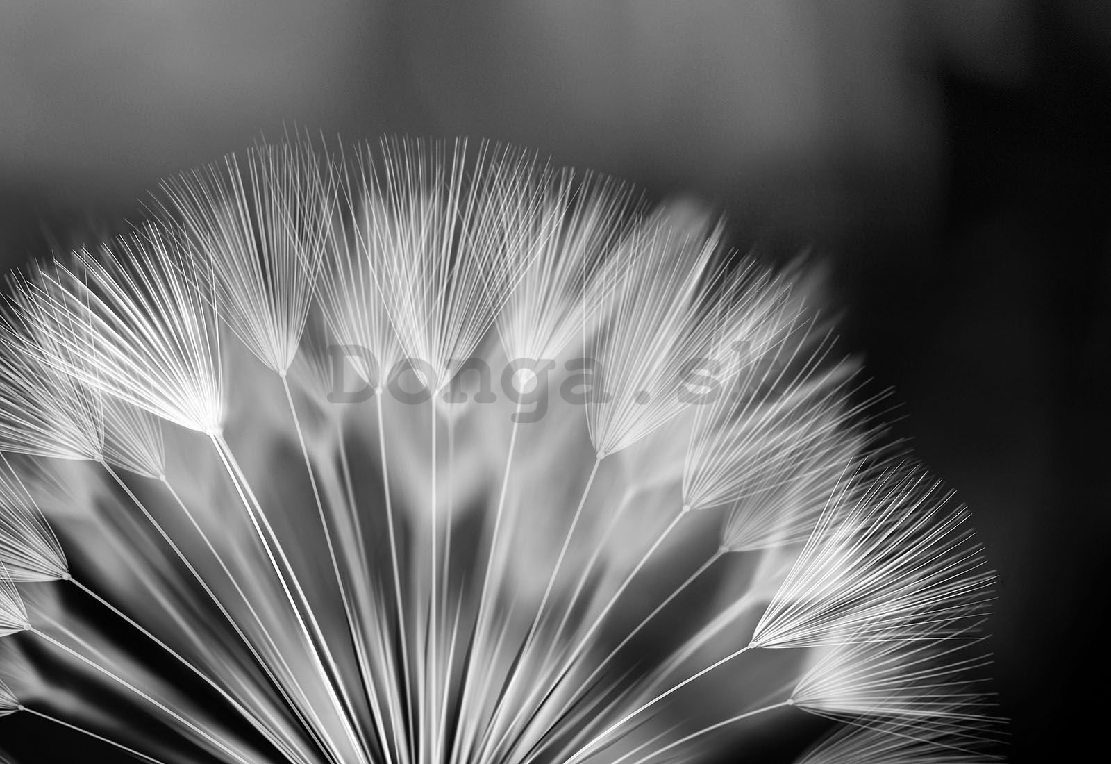 Fototapeta vliesová: Černobílá pampeliška - 104x70,5 cm