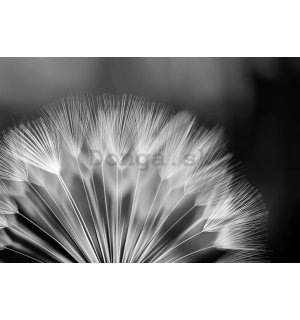 Fototapeta vliesová: Černobílá pampeliška - 104x70,5 cm