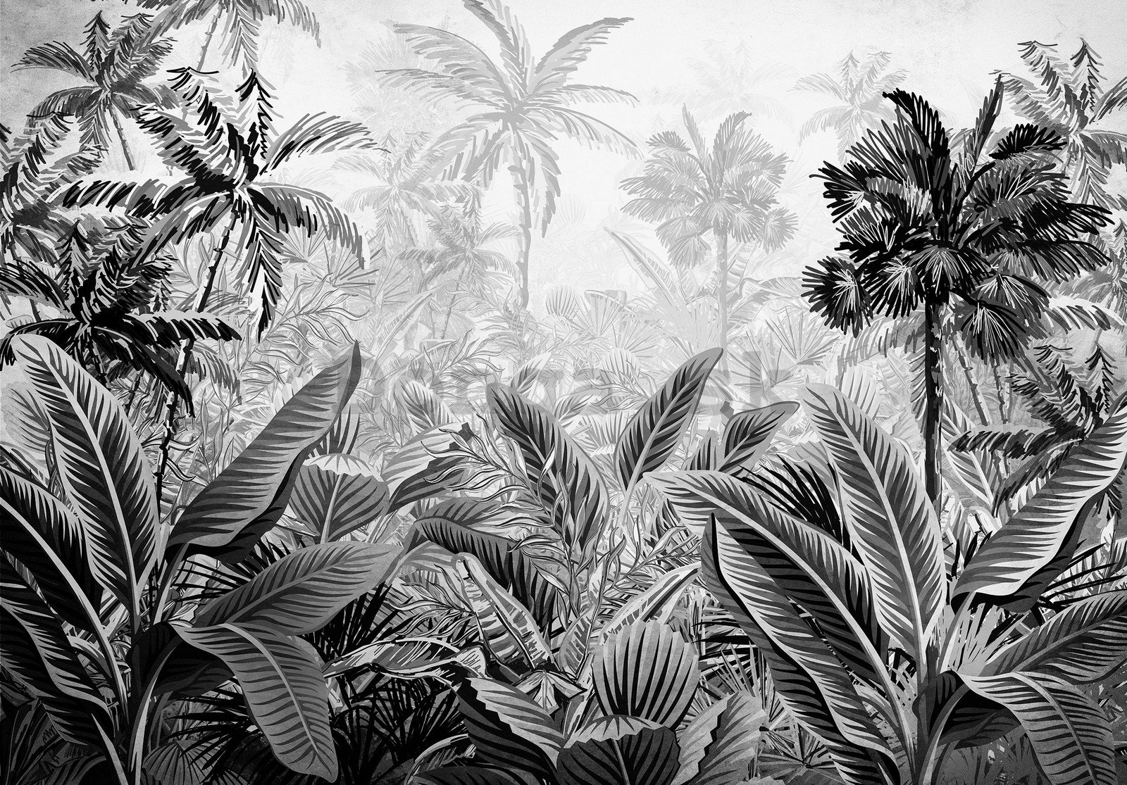 Fototapeta vliesová: Palmy a kapradí (černobílé) - 254x184 cm