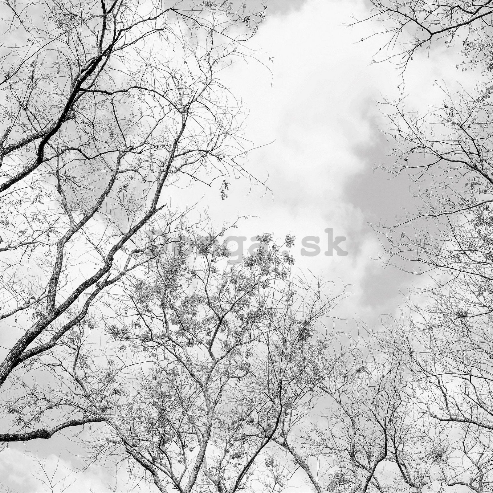 Fototapeta vliesová: Zimní obloha - 254x184 cm