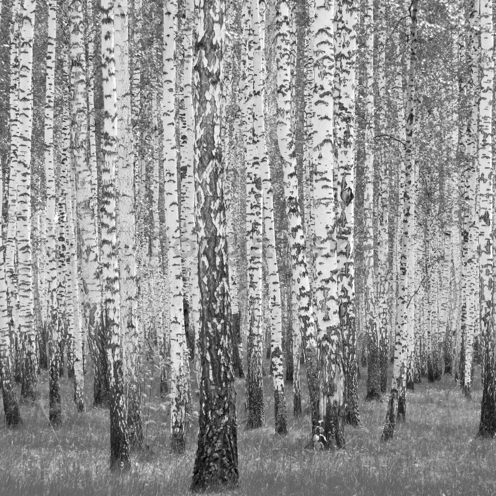 Fototapeta vliesová: Černobílé břízy - 254x184 cm