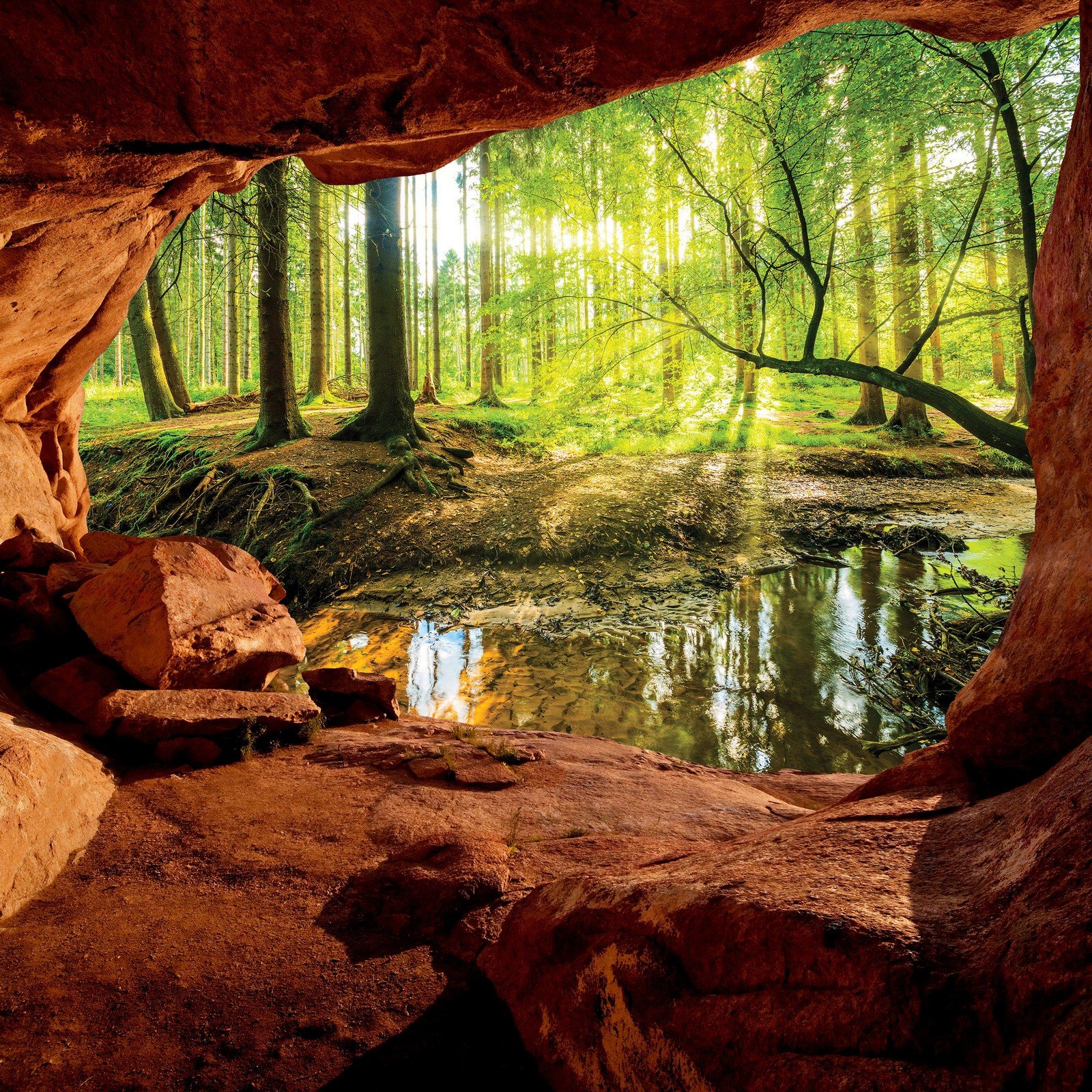 Fototapeta vliesová: Jeskyně u lužního lesa - 254x184 cm