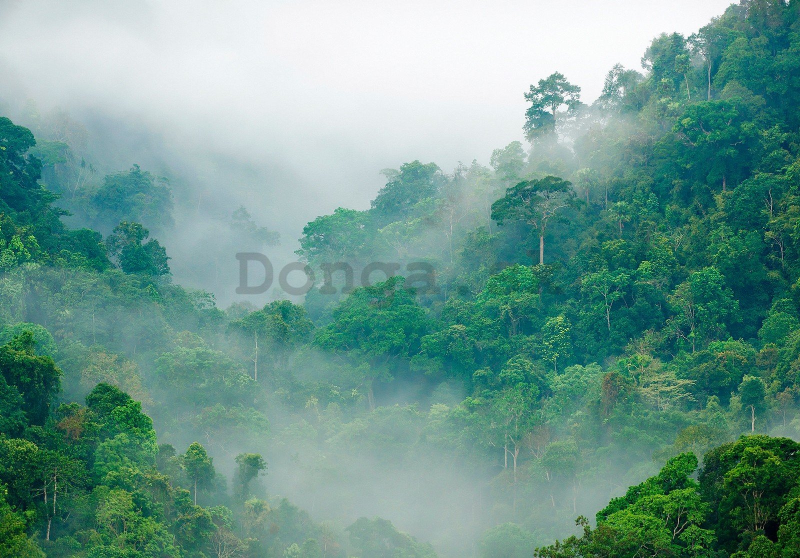 Fototapeta vliesová: Deštný prales - 368x254 cm