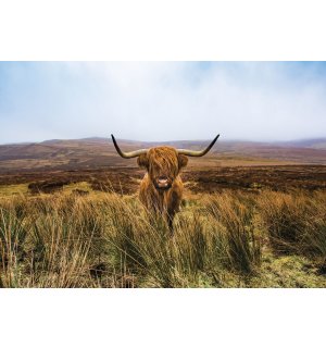 Fototapeta vliesová: Skotský náhorní skot (1) - 368x254 cm