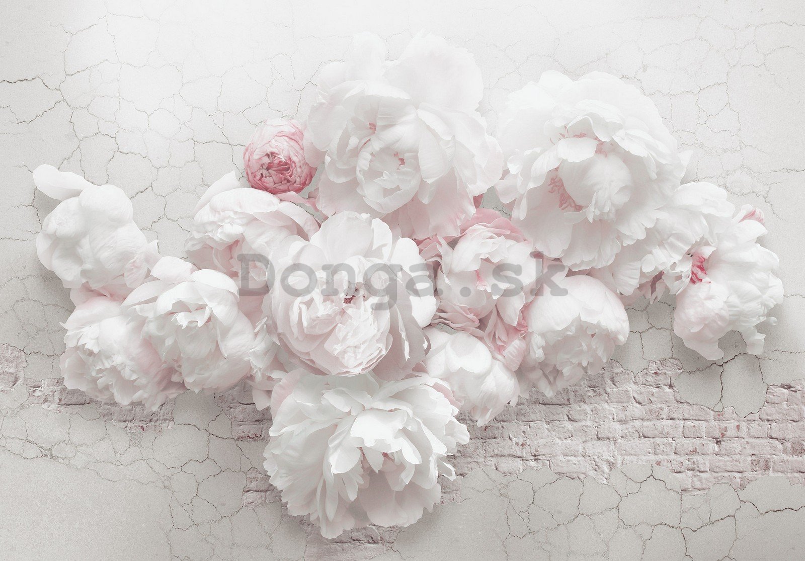 Fototapeta vliesová: Bílé růže na zdi - 368x254 cm