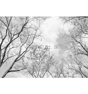 Fototapeta vliesová: Zimní obloha - 368x254 cm