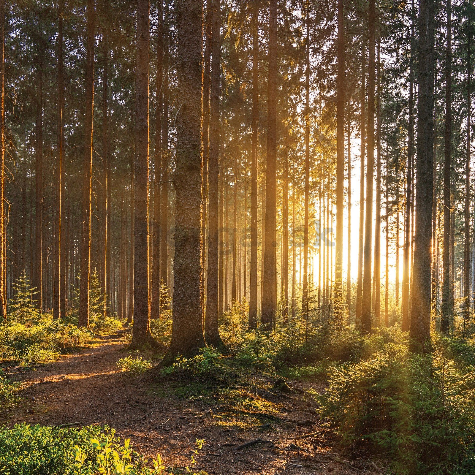 Fototapeta vliesová: Západ slunce v lese (2) - 368x254 cm