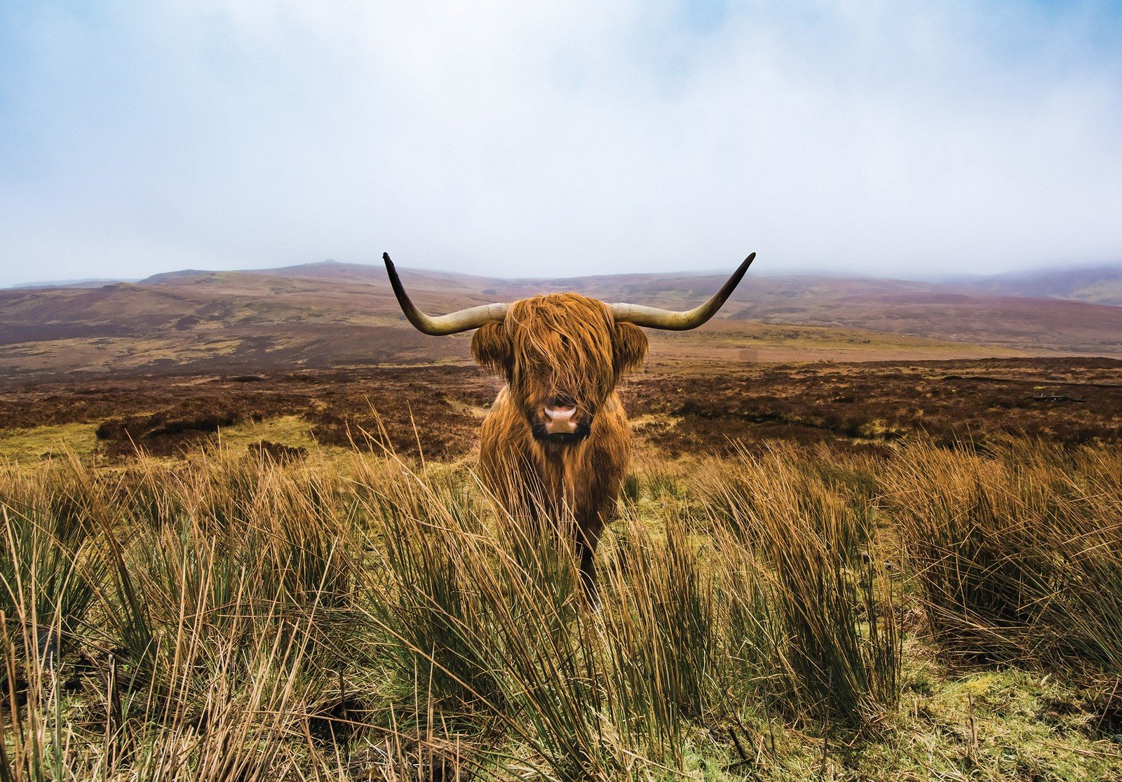 Fototapeta vliesová: Skotský náhorní skot (1) - 416x254 cm