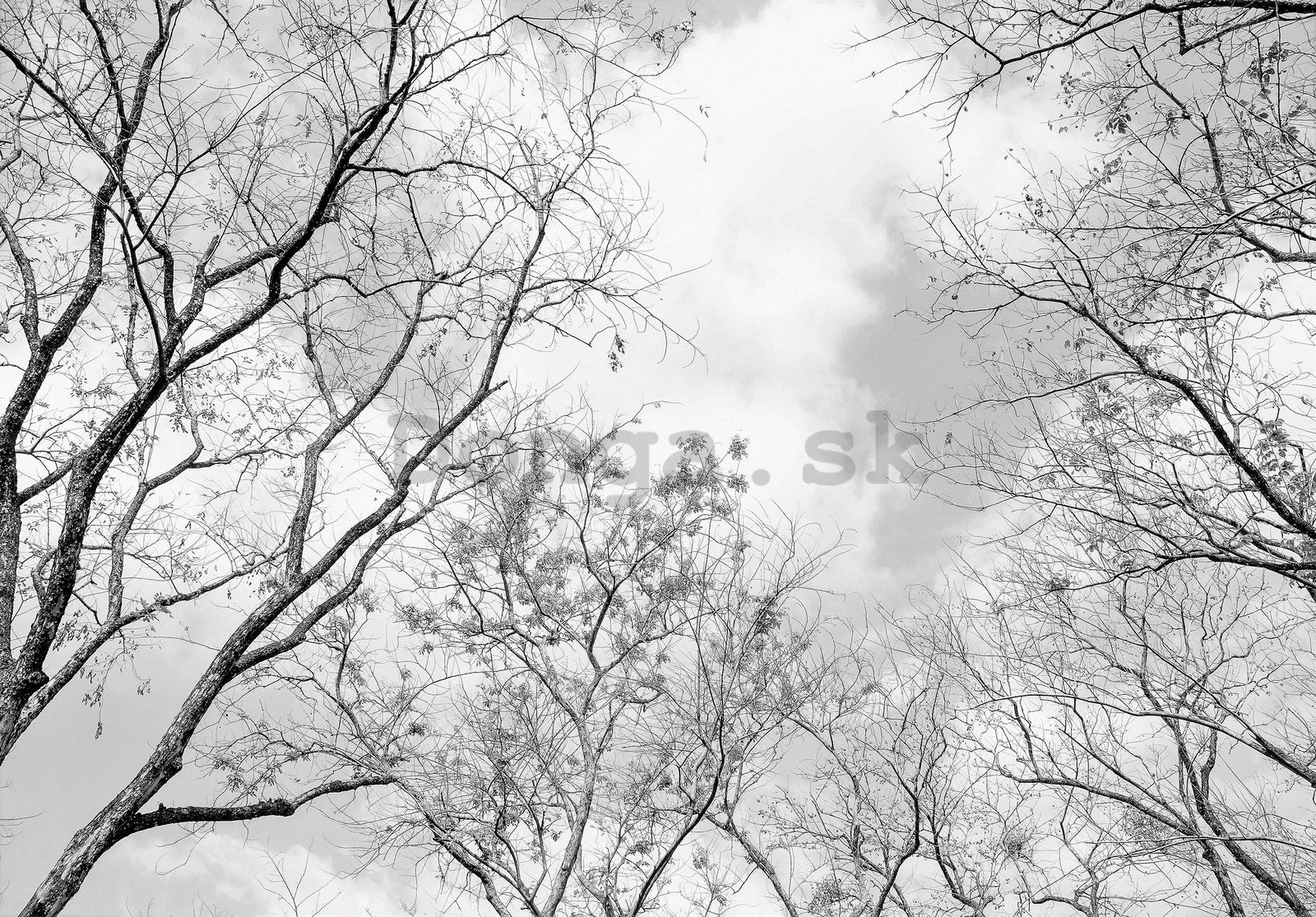 Fototapeta vliesová: Zimní obloha - 416x254 cm