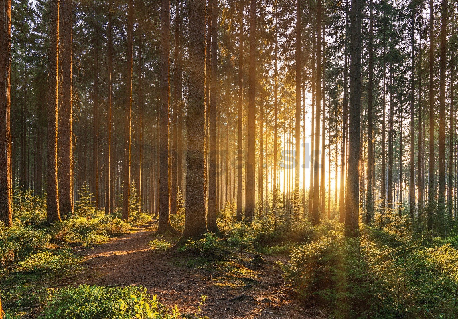 Fototapeta vliesová: Západ slunce v lese (2) - 416x254 cm