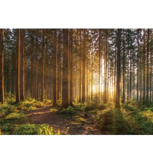 Fototapeta vliesová: Západ slunce v lese (2) - 416x254 cm