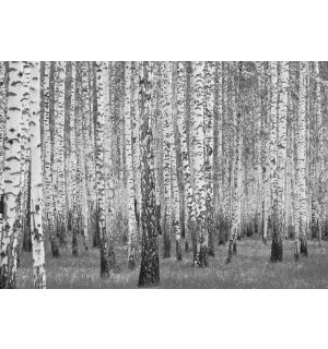 Fototapeta vliesová: Černobílé břízy - 416x254 cm