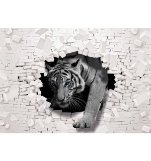 Fototapeta vliesová: Tiger zo steny - 254x184 cm