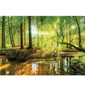 Fototapeta vliesová: Lužní les - 152,5x104 cm