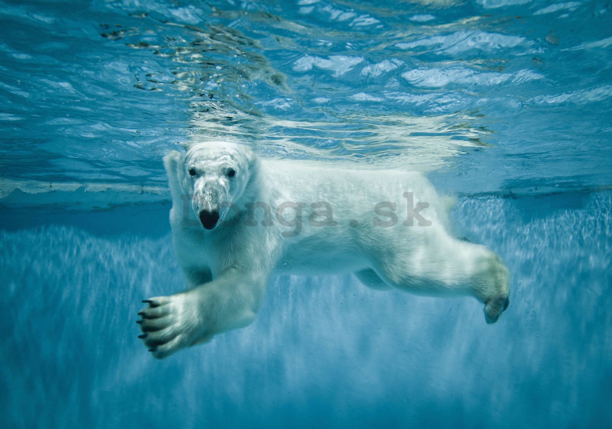 Fototapeta vliesová: Lední medvěd (1) - 104x70,5 cm