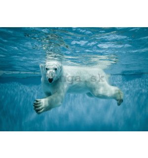 Fototapeta vliesová: Lední medvěd (1) - 104x70,5 cm