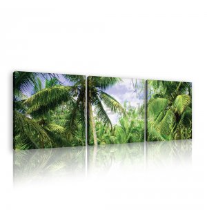 Obraz na plátne: Palmy - set 3ks 25x25cm