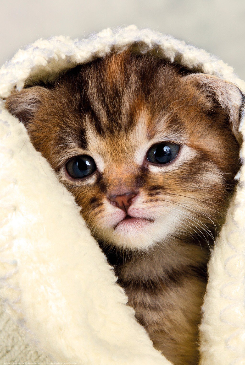 Plagát: Mačiatko v uteráku