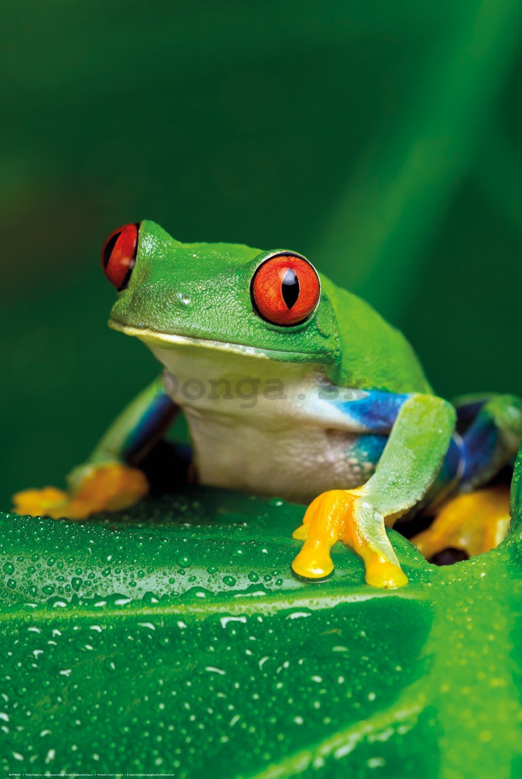 Plagát: Zelená žaba