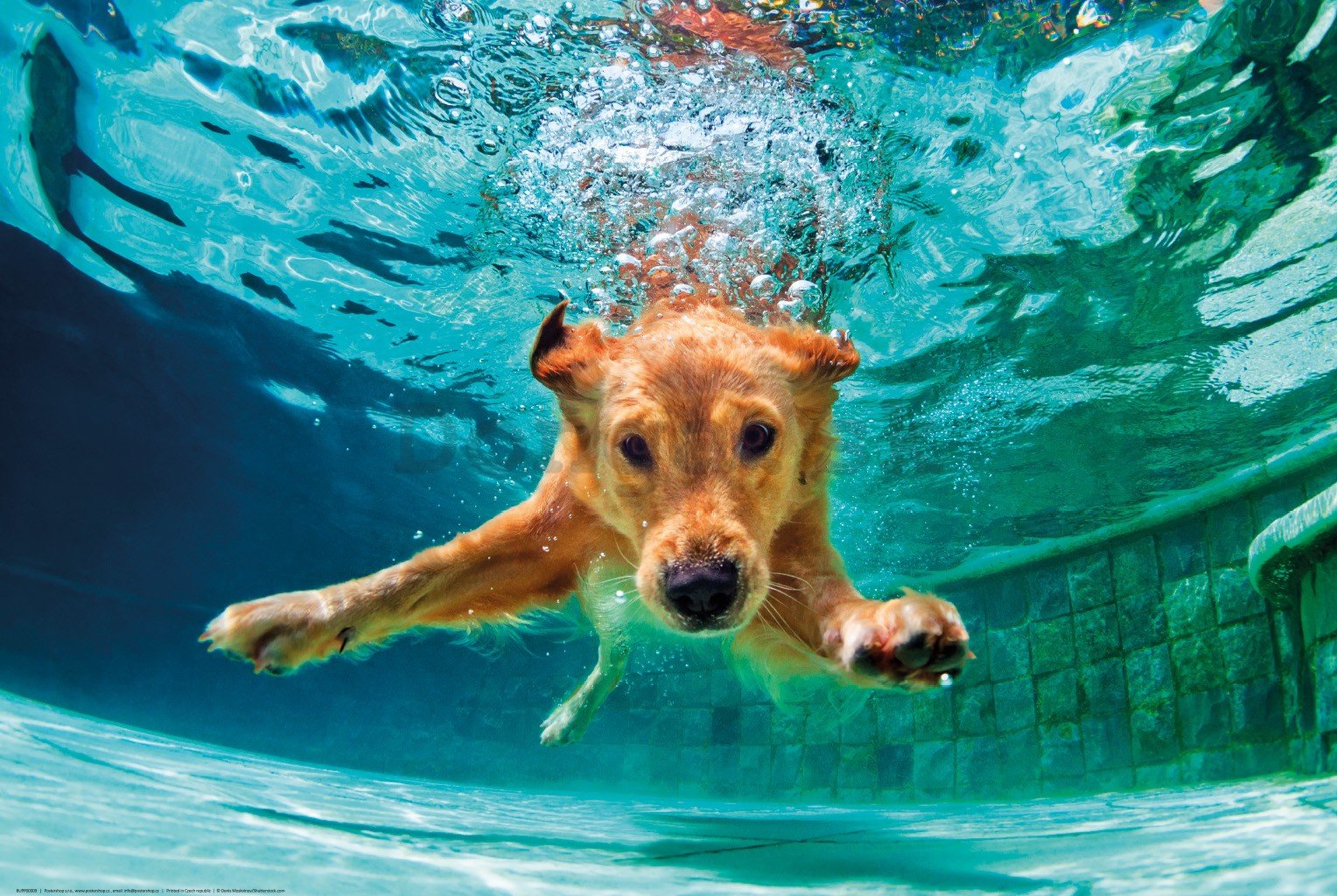 Plagát: Pes pod vodou