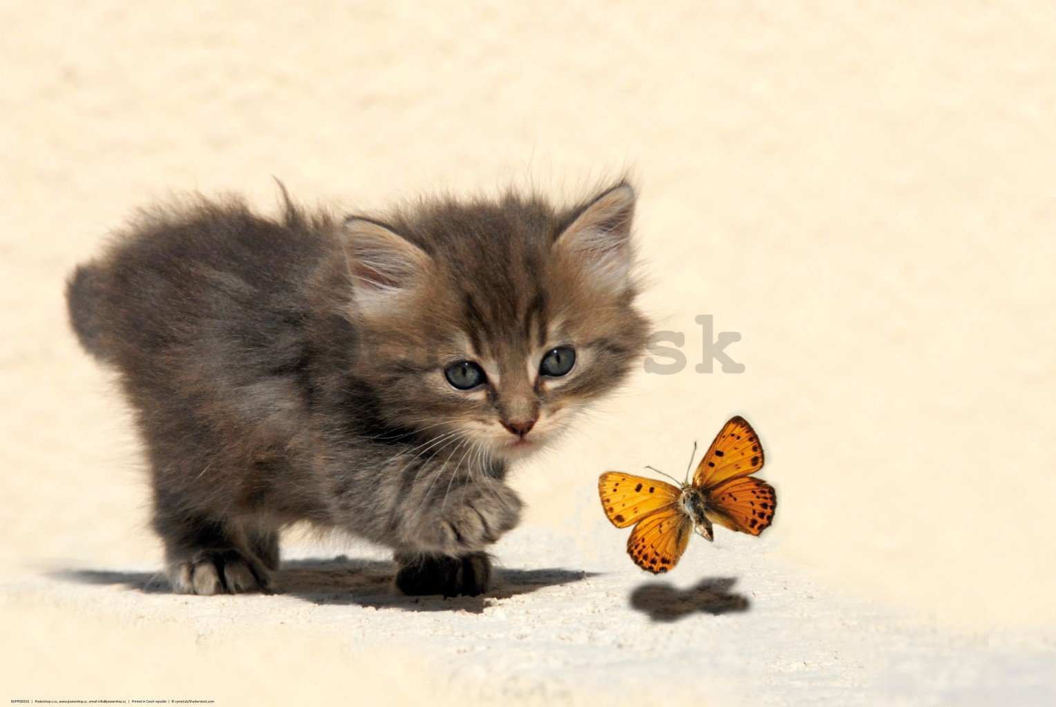Plagát: Mačiatko a motýľ