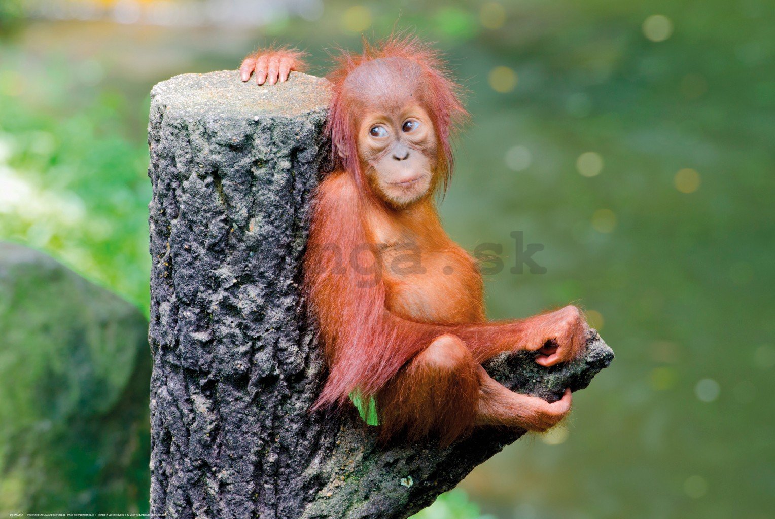 Plagát: Mláďa orangutana