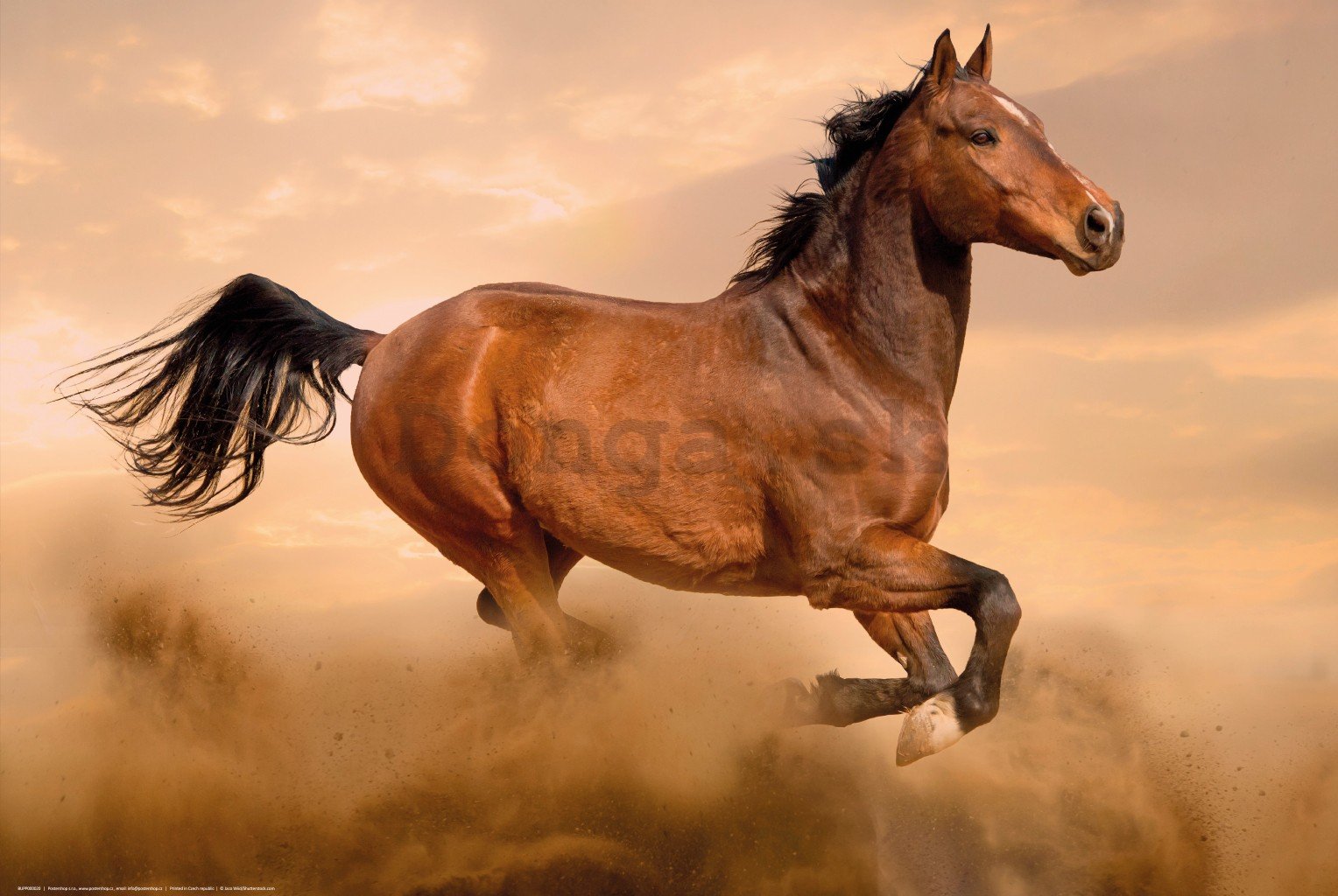 Plagát: Cválajúci kôň (1)