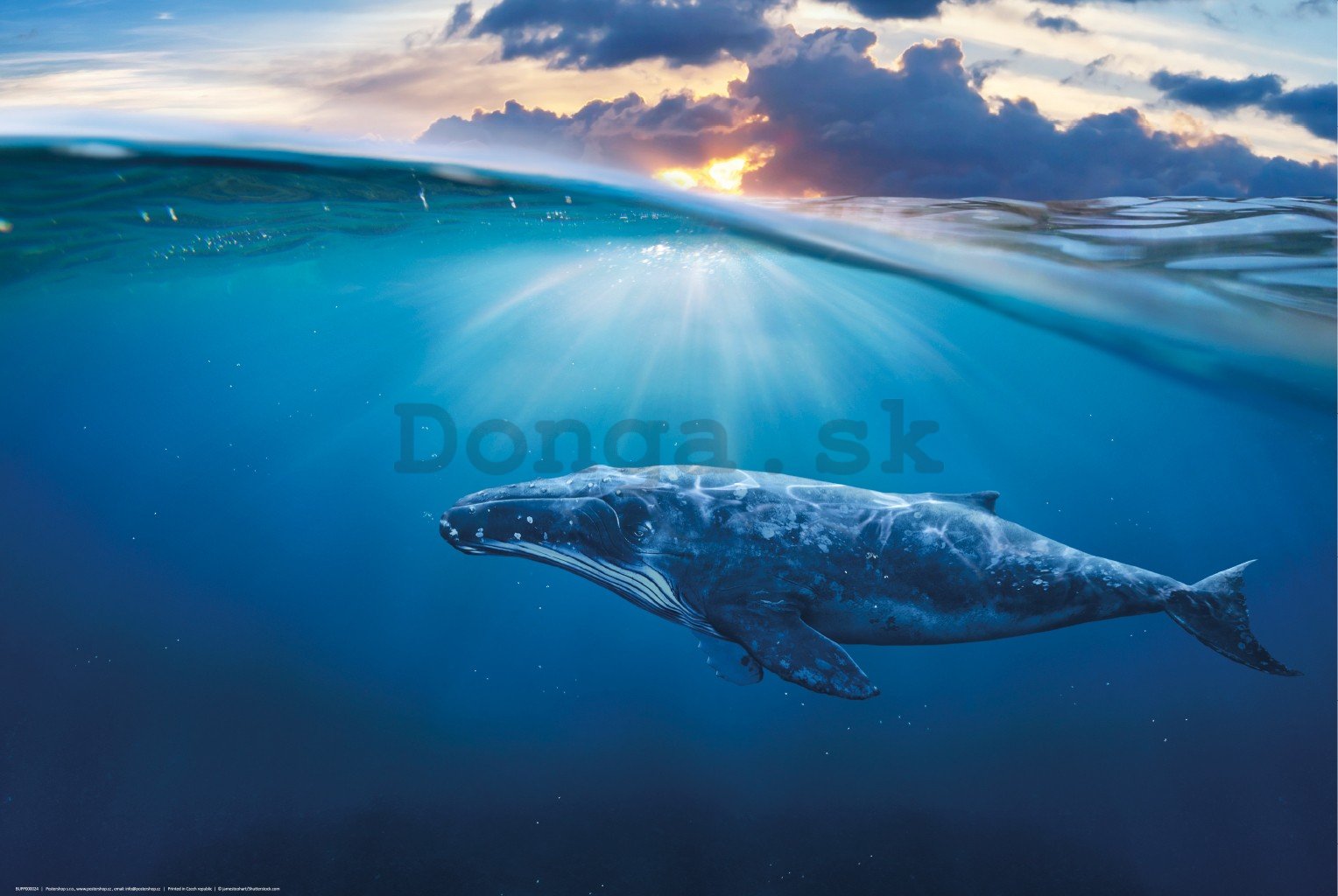 Plagát: Vráskavec obrovský (modrá veľryba)