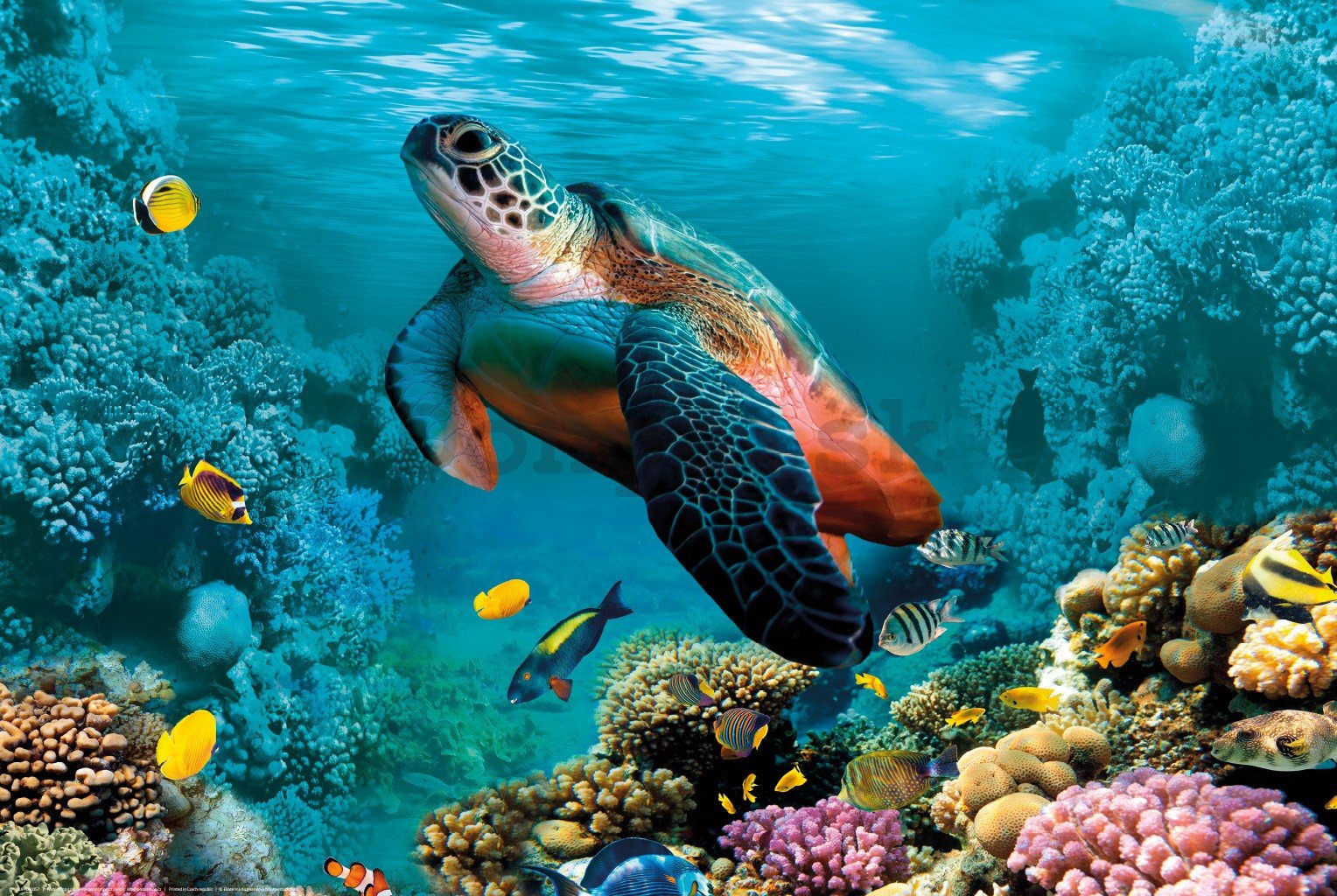 Plagát: Podmorský život (korytnačka a koraly)
