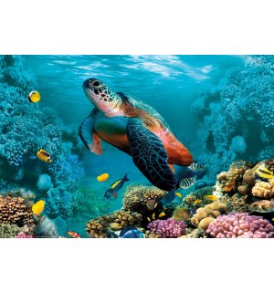 Plagát: Podmorský život (korytnačka a koraly)