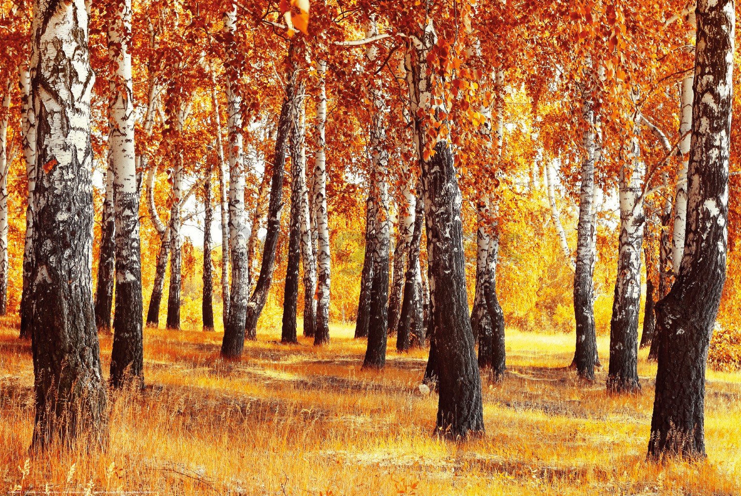 Plagát: Jesenné brezy