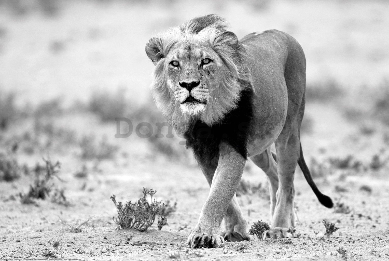Plagát: Čiernobiely lev, púšť Kalahari