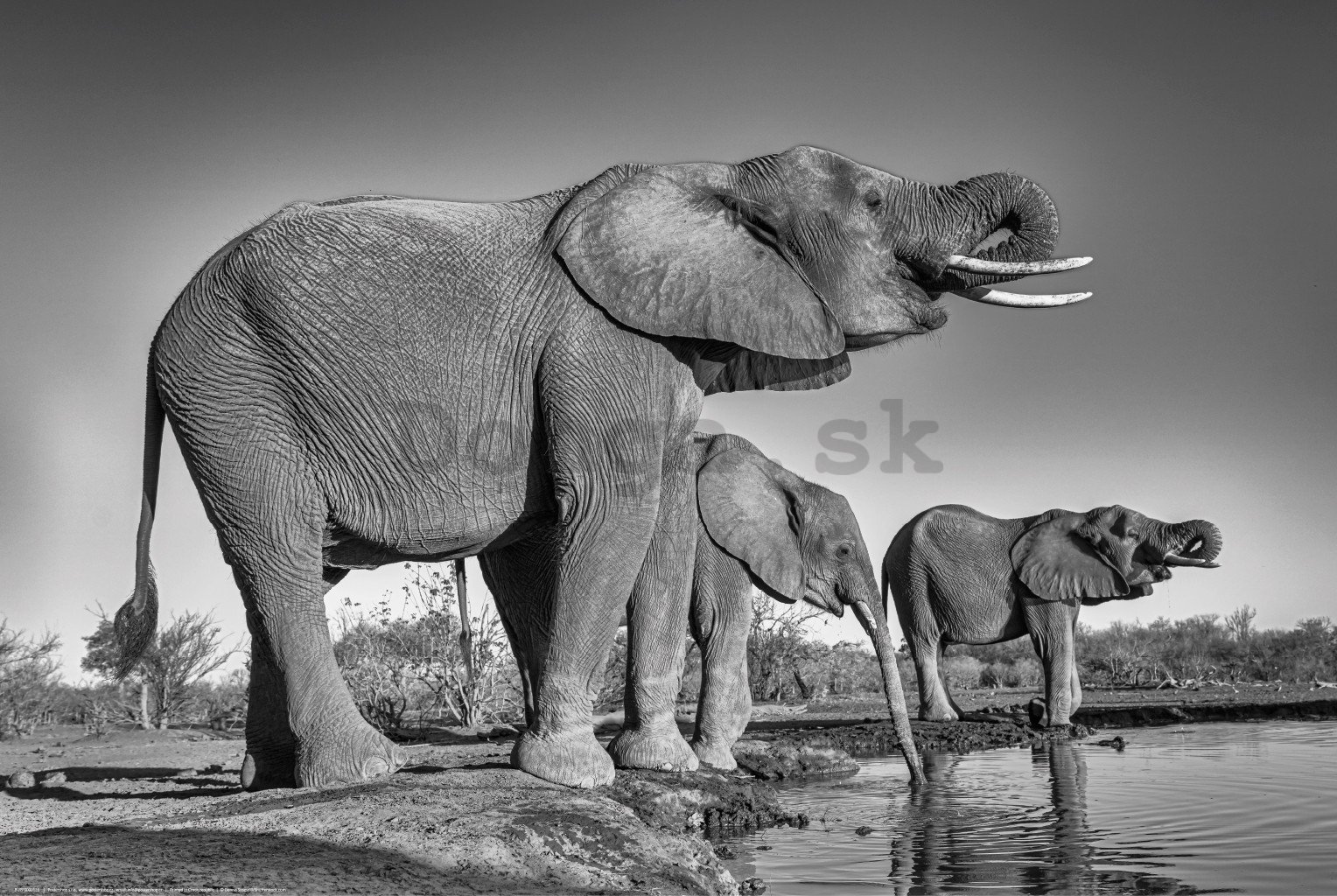 Plagát: Slony pri napájadle