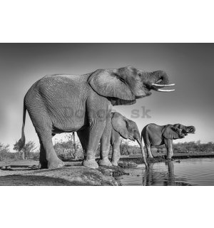 Plagát: Slony pri napájadle