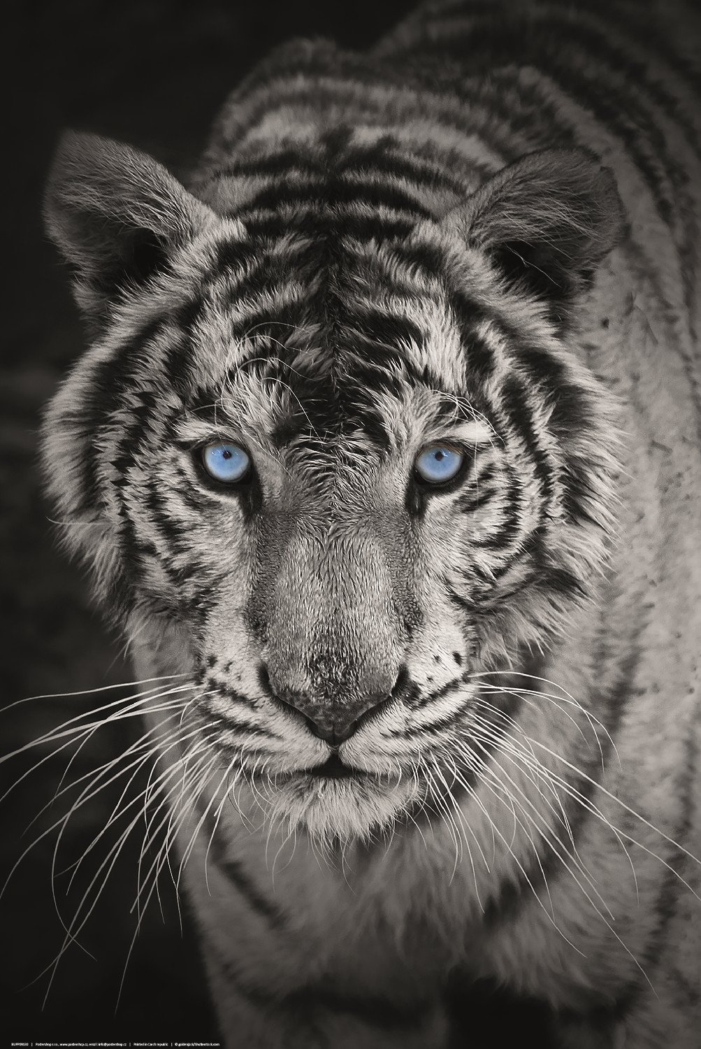 Plagát: Biely tiger (čiernobiely)