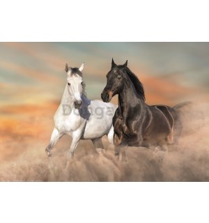 Plagát: Cválajúce kone v piesku