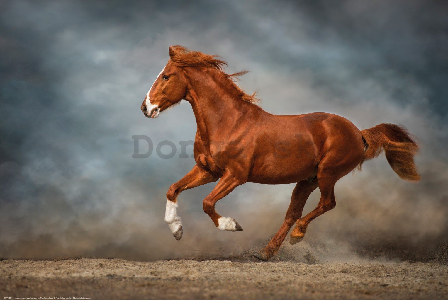 Plagát: Cválajúci hnedý kôň
