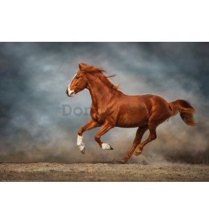 Plagát: Cválajúci hnedý kôň