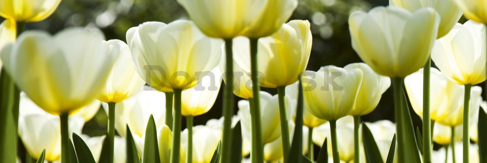 Samolepiaca umývateľná fotofototapeta za kuchynskú linku - Biele tulipány, 180x60 cm