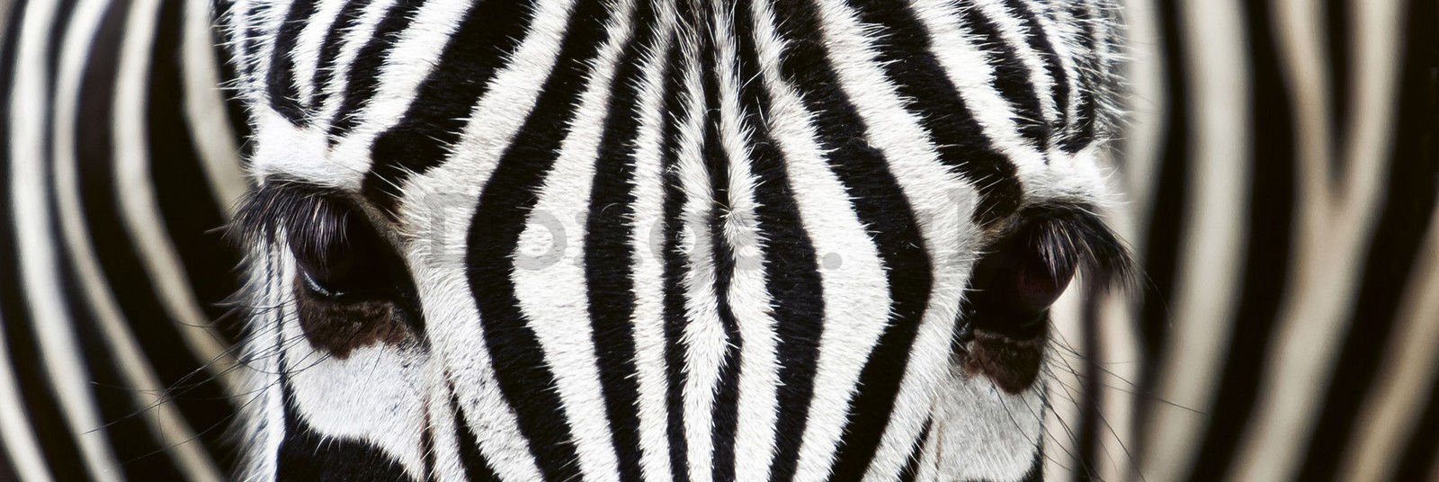 Samolepiaca umývateľná fotofototapeta za kuchynskú linku - Zebra, 180x60 cm