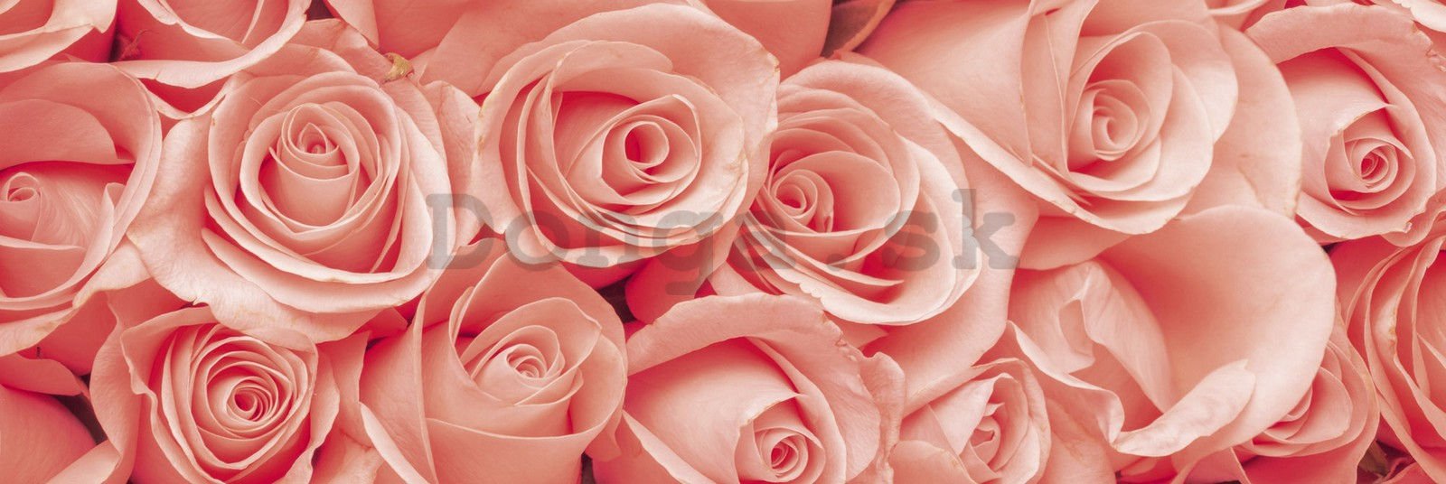 Samolepiaca umývateľná tapeta za kuchynskú linku - Ružové ruže, 180x60 cm