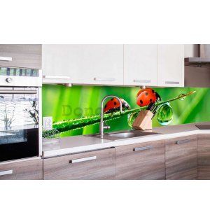 Samolepiaca umývateľná fotofototapeta za kuchynskú linku - Lienky, 260x60 cm