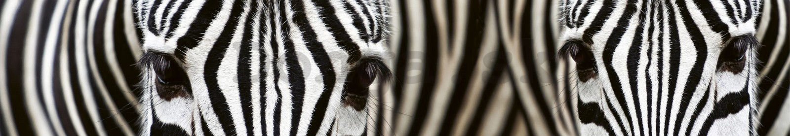 Samolepiaca umývateľná fotofototapeta za kuchynskú linku - Zebra, 350x60 cm