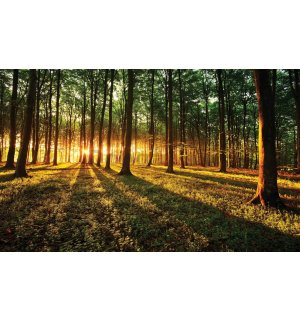 Fototapeta: Západ slnka v lese (3) - 368x254 cm