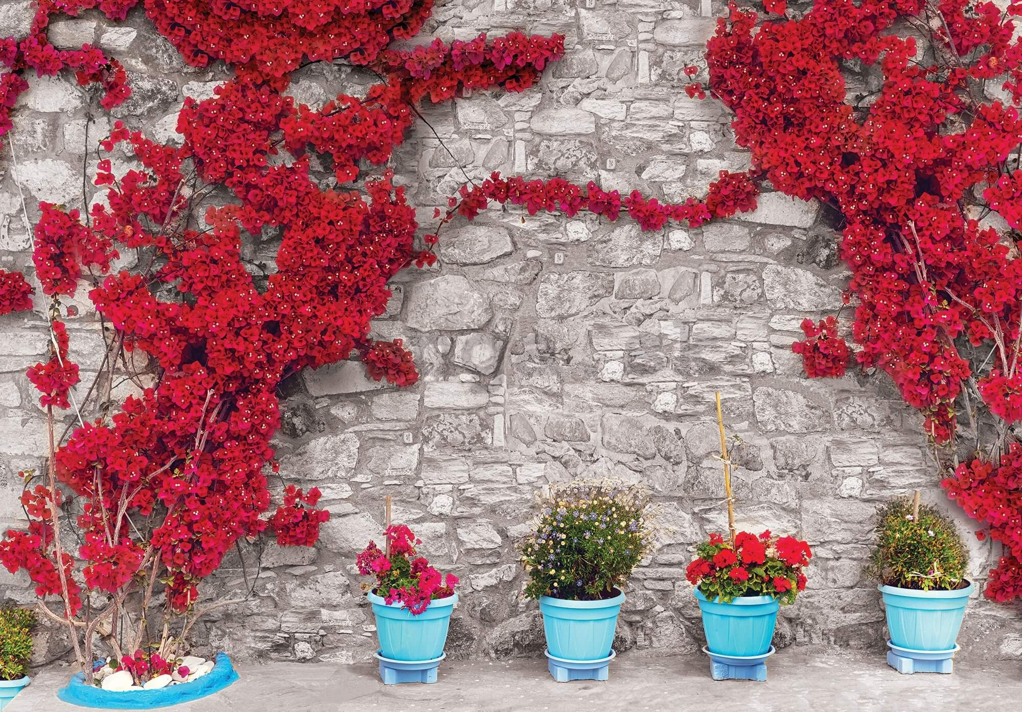 Fototapeta vliesová: Červená kvetinová stena (1) - 416x254 cm