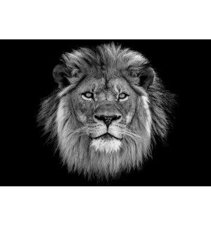 Fototapeta vliesová: Čiernobiely lev - 152,5x104 cm