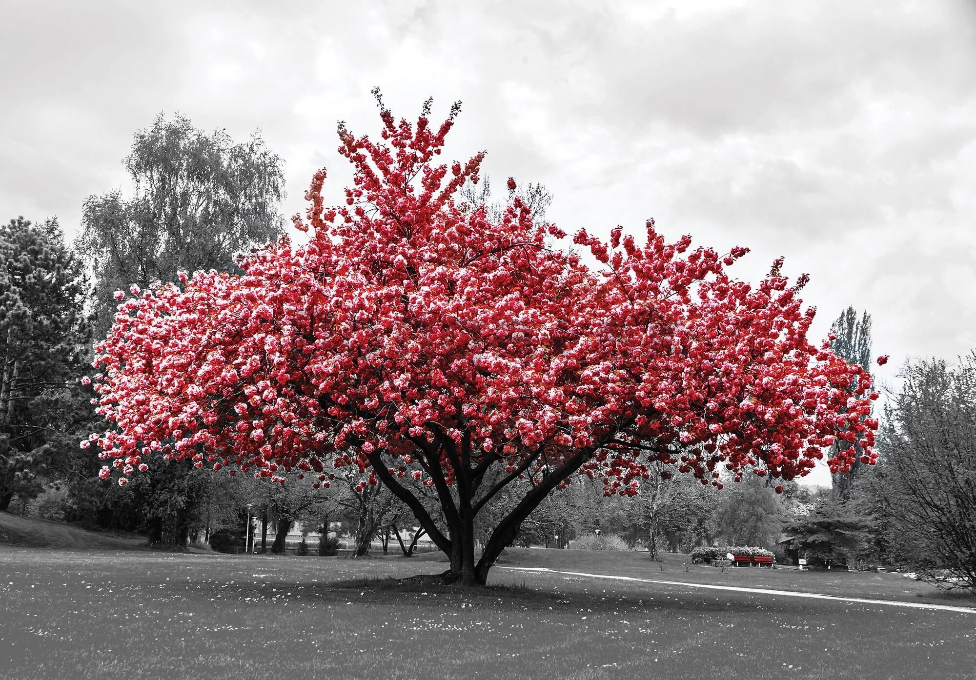 Fototapeta vliesová: Rozkvitnutý strom - 254x184 cm