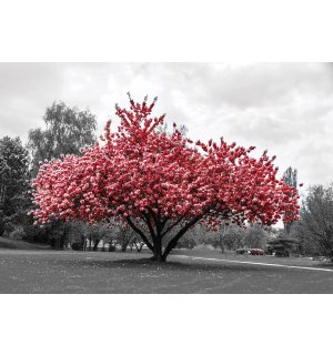 Fototapeta vliesová: Rozkvitnutý strom - 254x184 cm