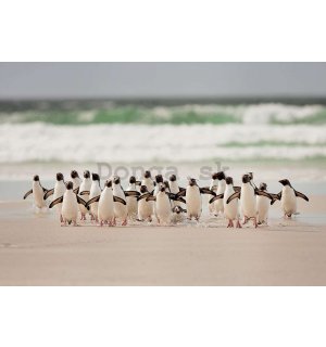 Fototapeta: Tučniaci na pláži - 368x254cm