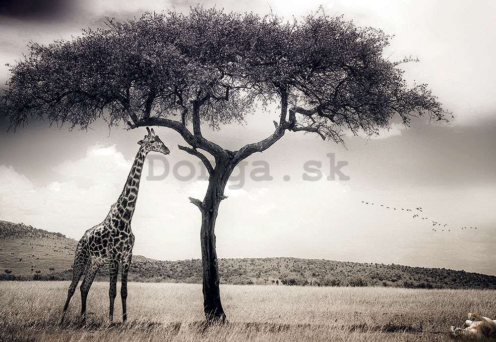 Fototapeta vliesová: Žirafa na safari - 368x254 cm